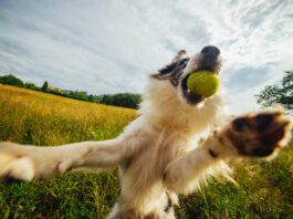A dog with a tennis ball leaping playfully up. Leaping continuously is an obssessive behavior that is similar to ADHD in dogs.
