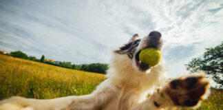 A dog with a tennis ball leaping playfully up. Leaping continuously is an obssessive behavior that is similar to ADHD in dogs.