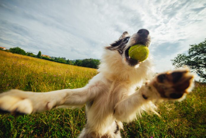 Border collie dog playing with ball A dog with a tennis ball leaping playfully up. Leaping continuously is an obssessive behavior that is similar to ADHD in dogs.