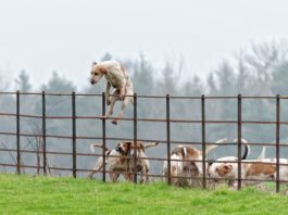 Not all temporary fencing for dogs can keep dogs restrained as this dog climbing over a fence demonstrates.