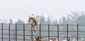 Not all temporary fencing for dogs can keep dogs restrained as this dog climbing over a fence demonstrates.