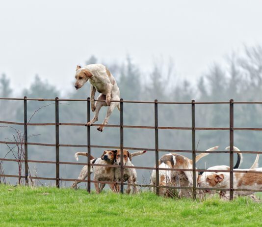 Temporary Fences for Dogs Not all temporary fencing for dogs can keep dogs restrained as this dog climbing over a fence demonstrates.