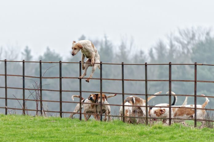 Not all temporary fencing for dogs can keep dogs restrained as this dog climbing over a fence demonstrates.