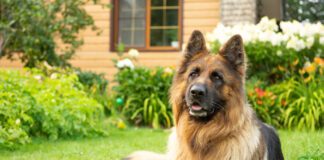 Pet safe weed killer can keep your yard looking great while keeping your dog safe.