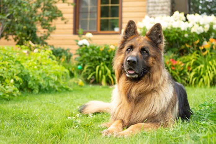 Happy smiling German Shepherd dog lying on the grass in front of a house Pet safe weed killer can keep your yard looking great while keeping your dog safe.