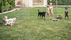 Shelter dogs in wire kennel cage outdoors on a grass lawn