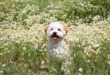A dog sitting in a field of flowering chamomile, that may used to treat some of his ailments.