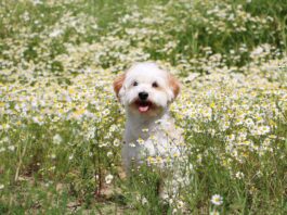 Chamomile for Dogs A dog sitting in a field of flowering chamomile, that may used to treat some of his ailments.