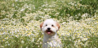 A dog sitting in a field of flowering chamomile, that may used to treat some of his ailments.