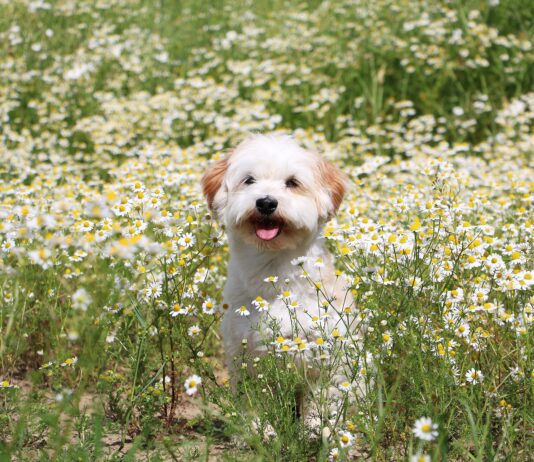 A dog sitting in a field of flowering chamomile, that may used to treat some of his ailments.