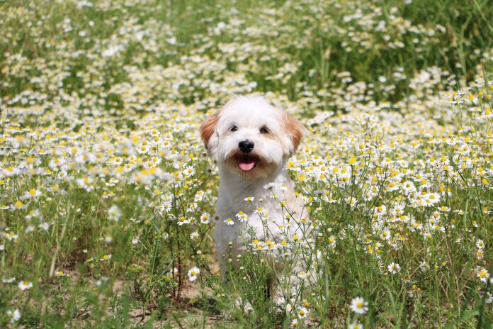 little dog in the flower field A dog sitting in a field of flowering chamomile, that may used to treat some of his ailments.