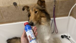 A border collie sniffs a bottle of flea and tick shampoo suspiciously.