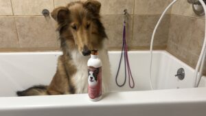 A border collie sniffing a bottle of flea and tick shampoo perched on the ledge of a bathtub.