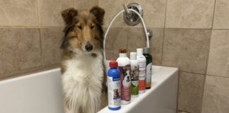 We tested five shampoos to find out which is the best flea and tick shampoo.
