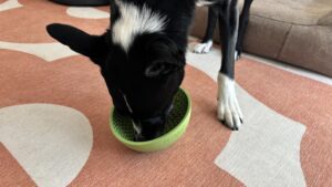 When it comes to slowing a dog's eating down the Lick Mat wobble does the job.