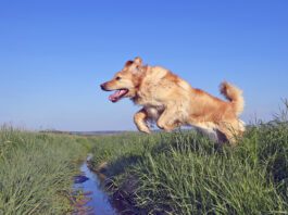 Why Do Dogs Have Tails? Why do dogs have tails? Their tails help them with balance, mobility, and communication.