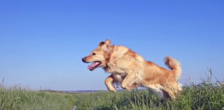 Why do dogs have tails? Their tails help them with balance, mobility, and communication.