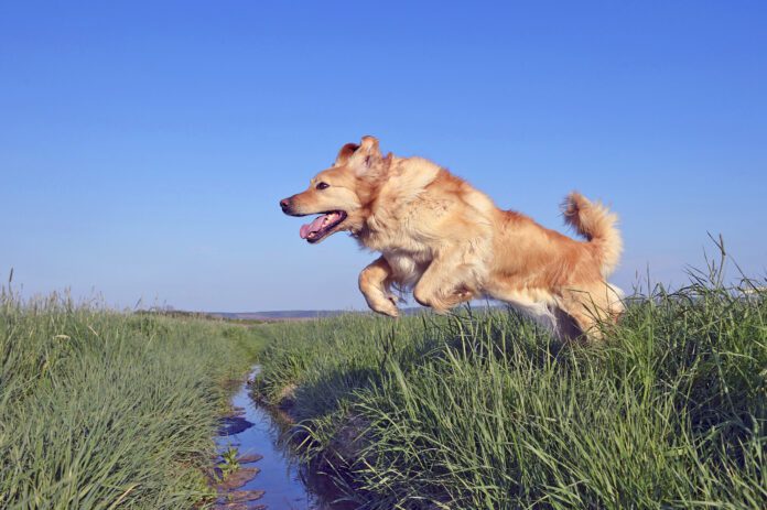 A dog's tail is fundamental to their health and ability co communicate. Why do dogs have tails? Their tails help them with balance, mobility, and communication.