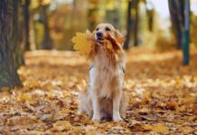 Although they're crunchy and have a nice mouthfeel a dog eating leaves can be a problem if those leaves are toxic.