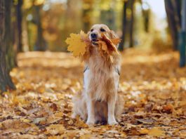 Although they're crunchy and have a nice mouthfeel a dog eating leaves can be a problem if those leaves are toxic.