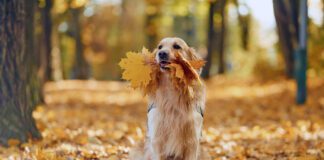 Although they're crunchy and have a nice mouthfeel a dog eating leaves can be a problem if those leaves are toxic.