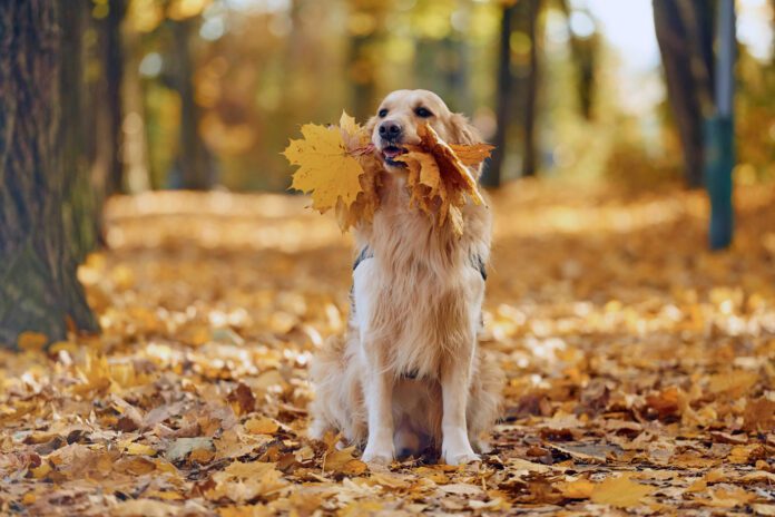 Although they're crunchy and have a nice mouthfeel a dog eating leaves can be a problem if those leaves are toxic.