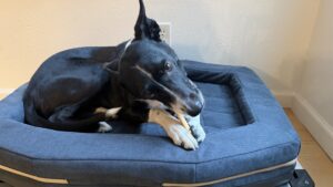 Chews like bully sticks are one of the many black Friday dog deals to be had.