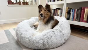 Dog beds are a place to relax all year round.