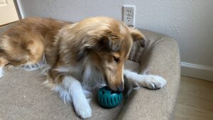 A homemade pupsicle is a great treat all year round.