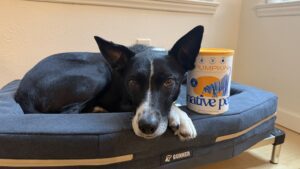 Dog black Friday deals offer a chance to save on Dog food toppers.