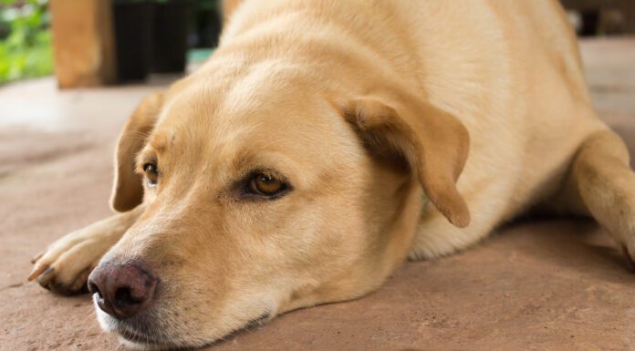 Symptoms and Treatment of Dog Respiratory Illnesses A golden retriever type dog feeling under the weather from a dog respiratory illness.