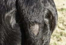 A bald spot near the base of the tail due to stud tail.