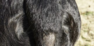 A bald spot near the base of the tail due to stud tail.