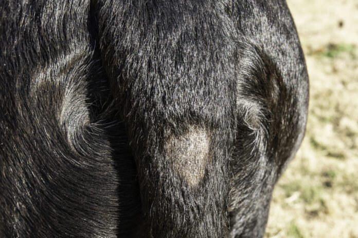 A bald spot near the base of the tail due to stud tail.