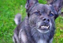 Dog braces for teeth can help correct dental malocclusions that can impact a dog's health.