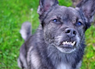 Dog braces for teeth can help correct dental malocclusions that can impact a dog's health.