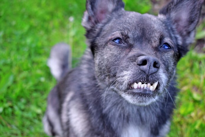 Dog braces for teeth can help correct dental malocclusions that can impact a dog's health.