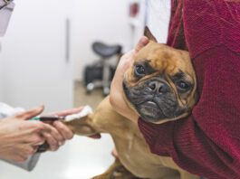 Immune-mediated hemolytic anemia, or IMHA in dogs.