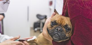 Immune-mediated hemolytic anemia, or IMHA in dogs.