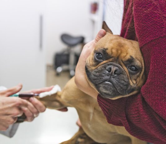 Immune-mediated hemolytic anemia, or IMHA in dogs.