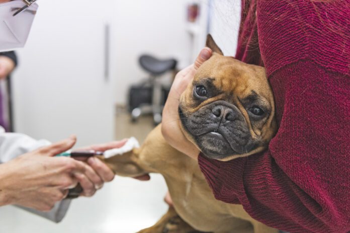 Female veterinarian examining blood from French Bulldog at medical clinic Immune-mediated hemolytic anemia, or IMHA in dogs.