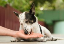 Can you give a dog tums for stomach acid and acid reflux? Yes, but there are better long term solutions.