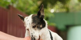 Can you give a dog tums for stomach acid and acid reflux? Yes, but there are better long term solutions.