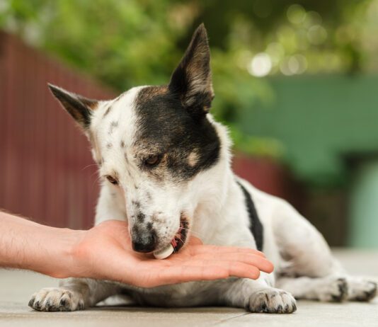 Can Dogs Have Tums? Can you give a dog tums for stomach acid and acid reflux? Yes, but there are better long term solutions.