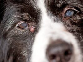 Adenoma or sebaceous cysts on dogs are largely harmless is unsightly bumps on your dog's skin.