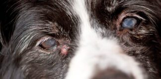 Adenoma or sebaceous cysts on dogs are largely harmless is unsightly bumps on your dog's skin.