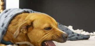 A dog coughing should be taken seriously and investigated.