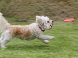 Laser pointer syndrome in dogs is an unhealthy behavior that can be trigged by playing with a laser pointer.