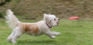 Laser pointer syndrome in dogs is an unhealthy behavior that can be trigged by playing with a laser pointer.