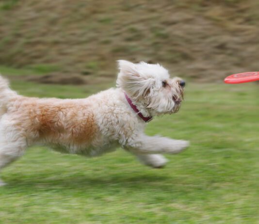 Laser Pointer Syndrome in Dogs Laser pointer syndrome in dogs is an unhealthy behavior that can be trigged by playing with a laser pointer.